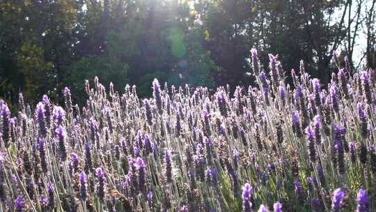 4K唯美意境阳光下摇摆的薰衣草