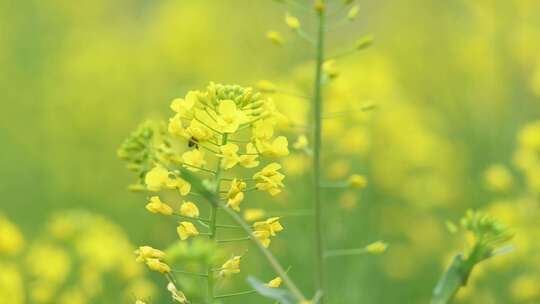 4K拍摄蜜蜂在油菜花海间采蜜特写