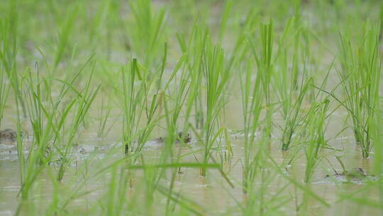 雨中的稻田