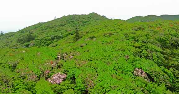 长沙浏阳大围山森林公园杜鹃花海航拍