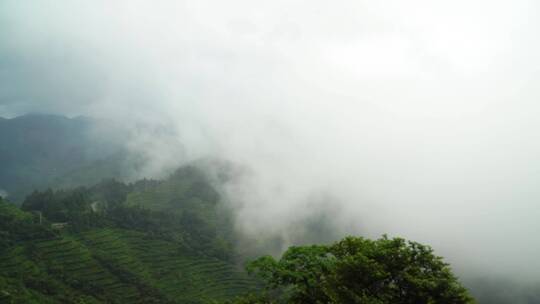 云雾缭绕的南岳衡山茶场航拍