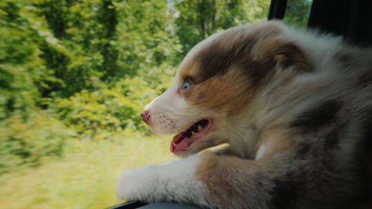 小狗趴在行驶的汽车窗边吹风视频素材模板下载