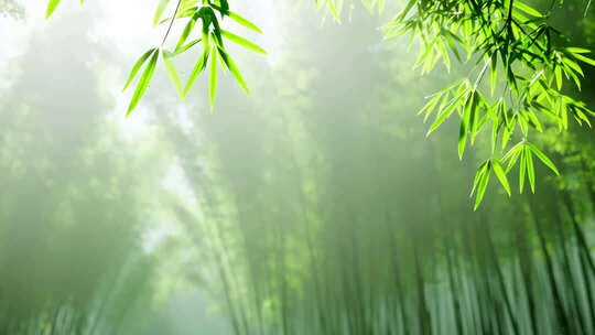 竹林晨雾唯美意境