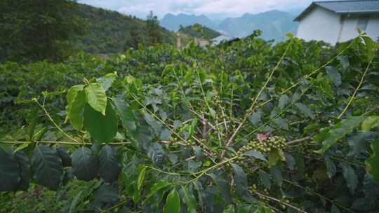 4K云南保山咖啡种植园航拍