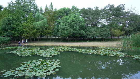 武汉光谷三路湿地公园风景