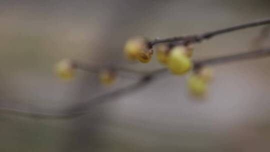 黄色的梅花傲雪开放