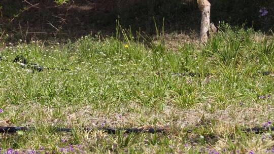 【镜头合集】草地上散步的喜鹊报喜鸟