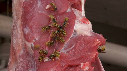 黄蜂聚集在一块肉上