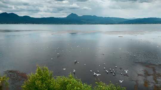 云南高原湖泊风光旅游丽江拉市海海鸥