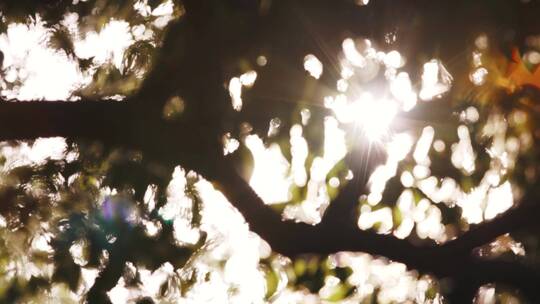 树木树枝造型公园生长环境自然风景日光氛围