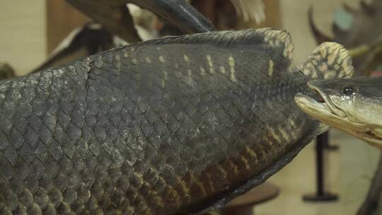 巨骨舌鱼动物鱼类标本视频素材模板下载