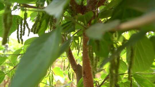 桑葚 桑葚种植 桑葚树 三农 水果