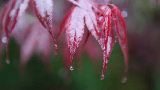 红叶子上滴落的雨滴