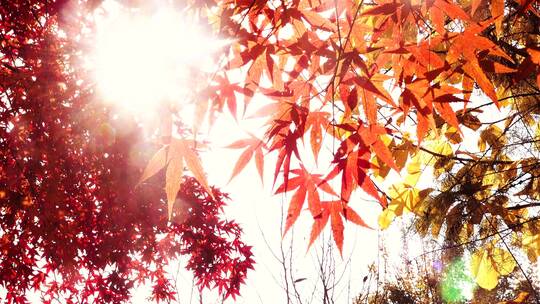 逆光阳光穿透金秋红色枫树叶1