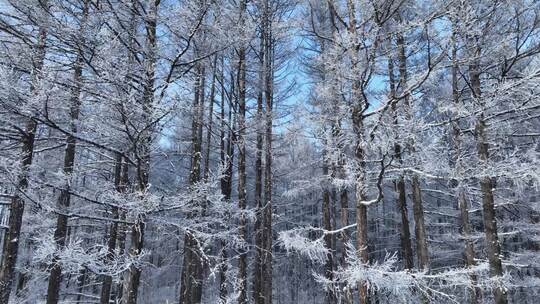 雪林雾凇景观