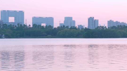 广州海珠湖公园落羽杉树林与夕阳落日