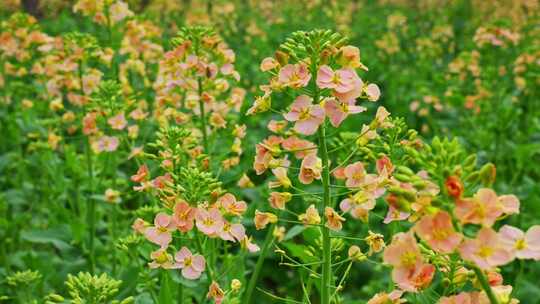 油菜花春天油菜花海油菜花田菜花花海