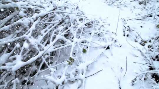 冬天   下雪  雪景