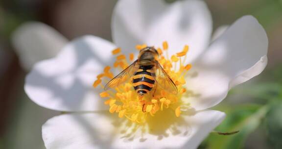 蜜蜂采集花粉的微距镜头-慢镜头