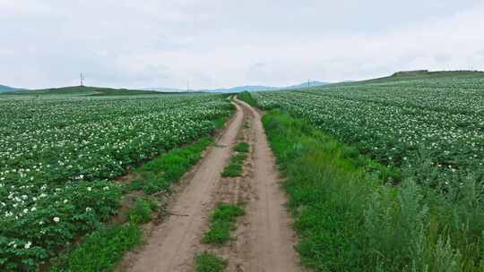 马铃薯基地