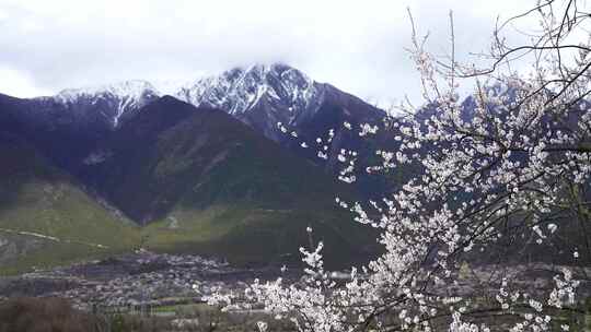 西藏林芝波密桃花沟雪山和桃花