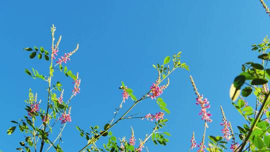 木蓝花素材