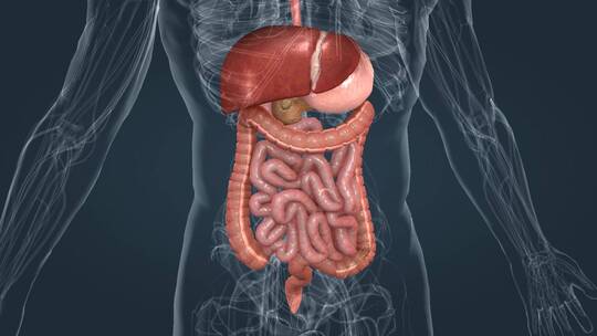 医学三维动画消化系统十二指肠3D医疗动画