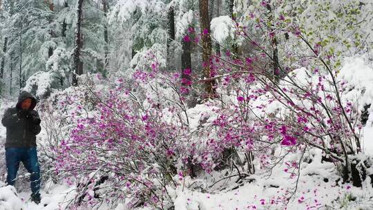 雪中杜鹃花 4k视频