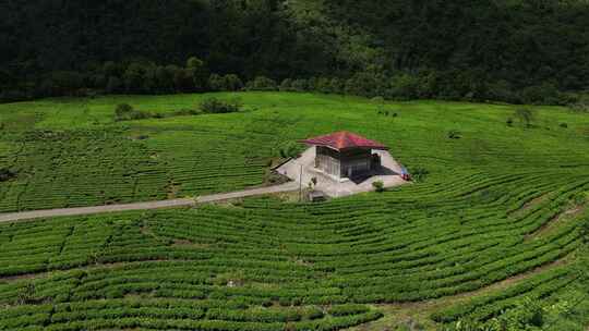 西藏林芝墨脱县果果塘茶叶种植航拍自然风光