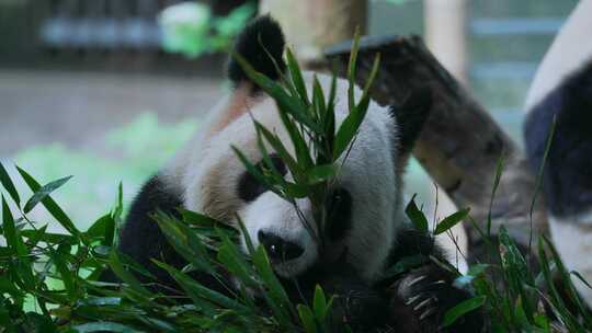熊猫吃竹叶视频合集