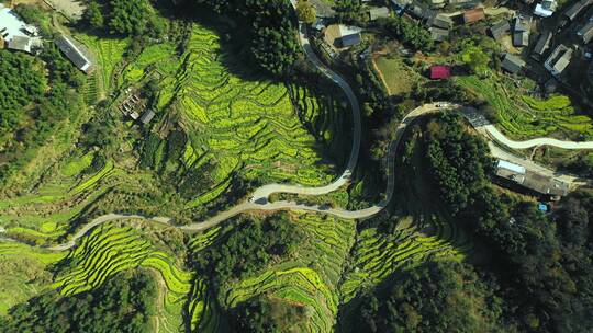 大山梯田