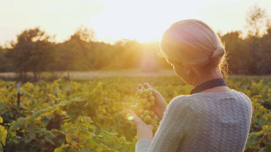 阳光下在葡萄园采葡萄的果农视频素材模板下载