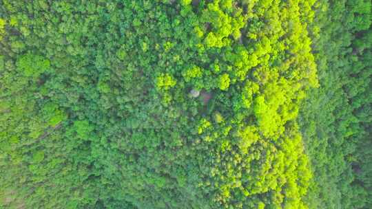 延安凤凰山顶森林夏日航拍-4k宣传片