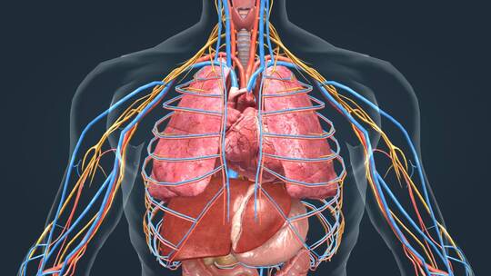 器官心脏跳动肝脏肺胃血管神经人体医学动画