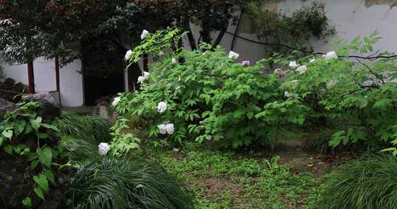 春天春雨园林唯美牡丹园 留园春意踏青