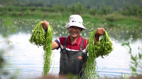 慢动作 农民采摘海菜花喜悦丰收