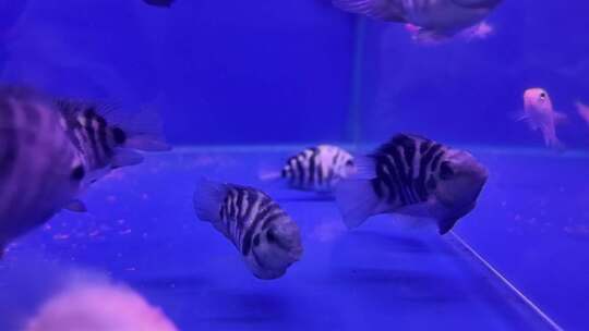 水族馆的鱼