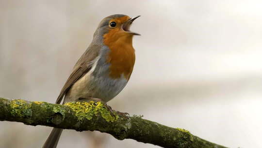 树枝上鸣叫的小鸟素材