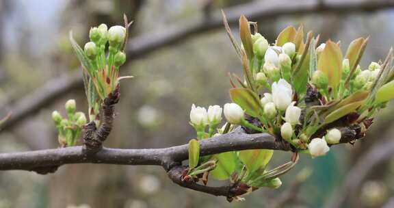 春天乡村果园梨树绽放的美丽洁白梨花特写