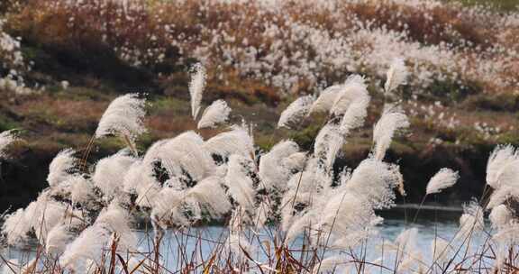 江南秋天田园湿地湖畔芦苇花开