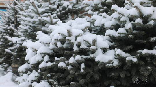 松树飘雪雪景视频素材模板下载