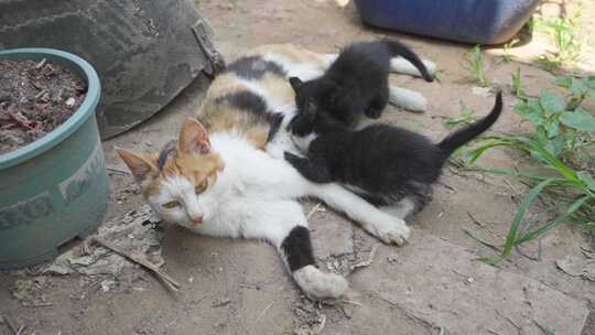 小猫吃奶玩耍-4K拍摄