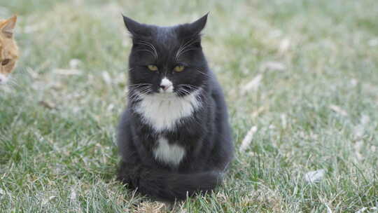 黑猫在草地上坐着橘猫走过