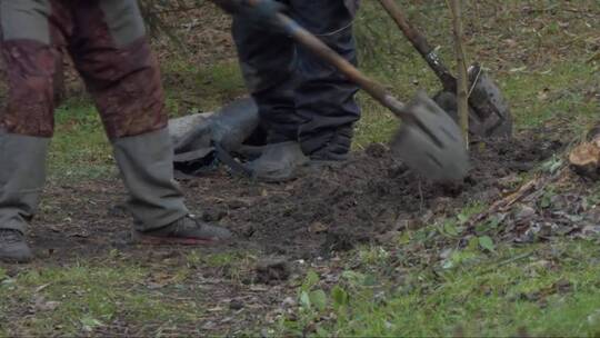 工人们用铲子种一棵树苗来夯实土壤。
