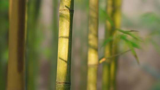 竹林  竹子  竹叶  绿色  阳光  植物