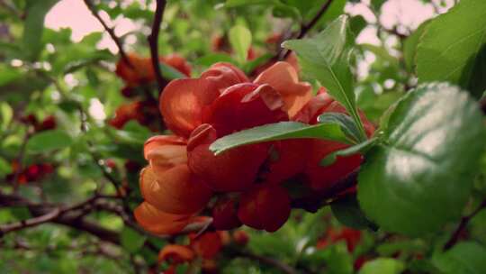 红色，Floribunda，玫瑰，花