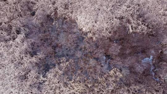 深秋初冬森林枯黄衰败航拍视频素材模板下载