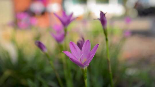 花 自然 夏天