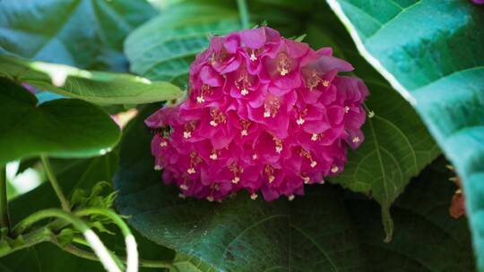 非洲芙蓉花视频素材模板下载