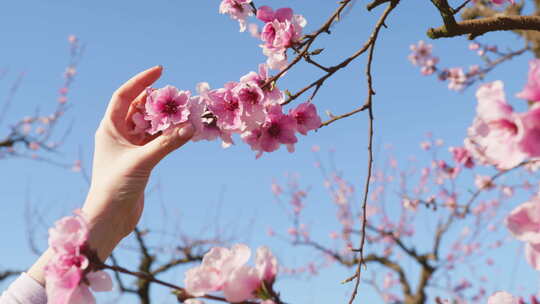 有机农业杏仁农场春暖花开时的自然美